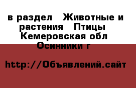 в раздел : Животные и растения » Птицы . Кемеровская обл.,Осинники г.